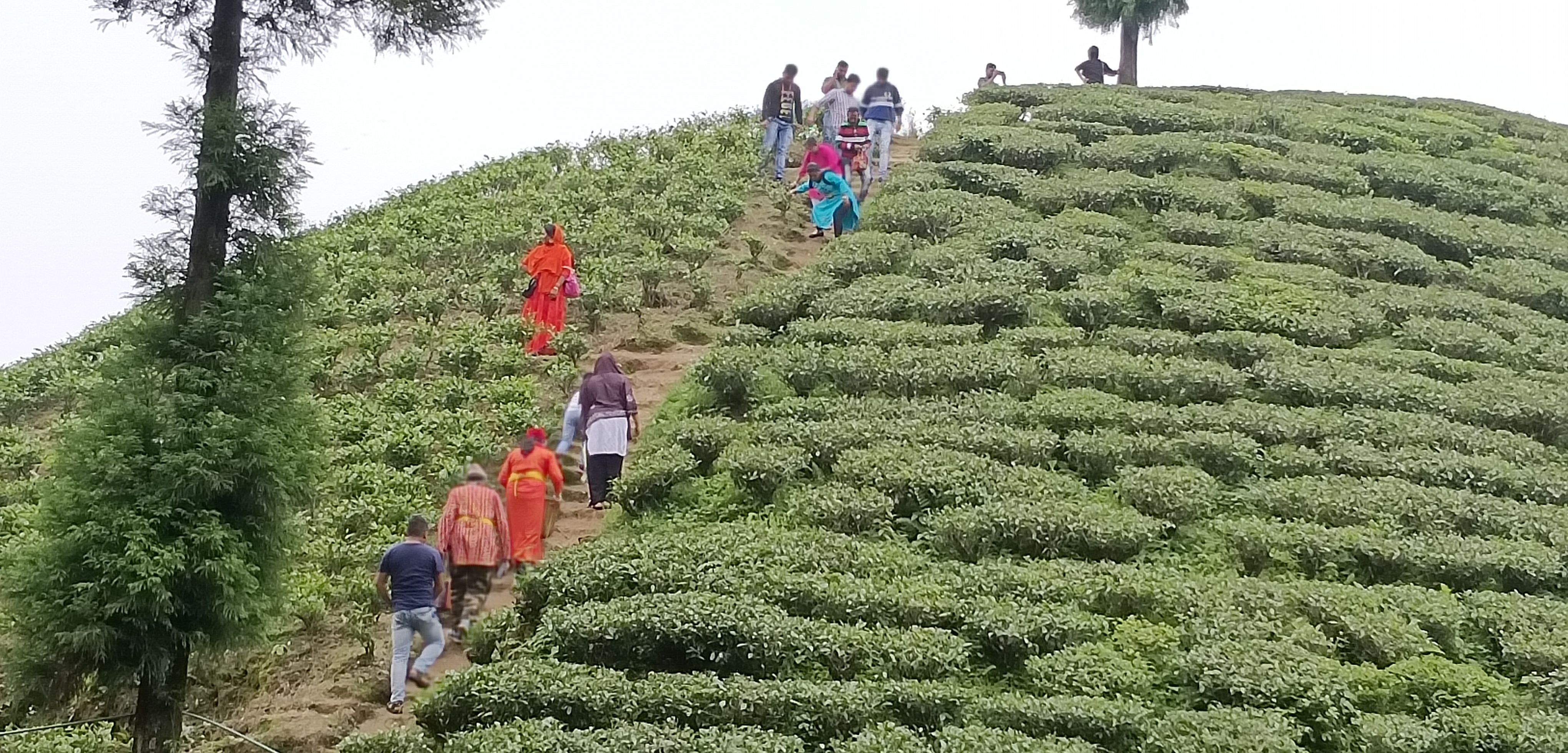 Rolling tea gardens at Gopaldhara Estate in Mirik