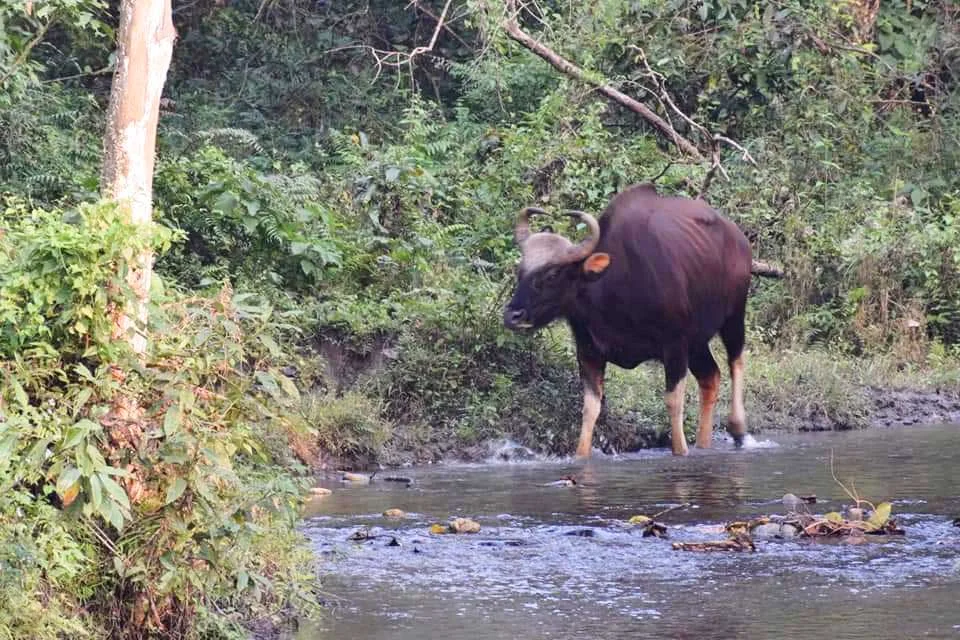 Indian Gaur