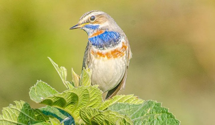 Siberian Bluethroat in bushland