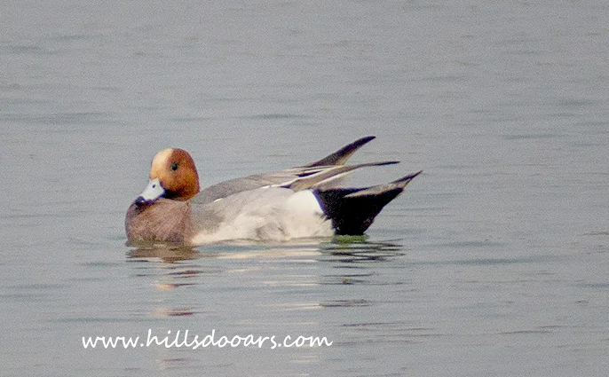 Eurasian Wigeon in Fulbari Wetland