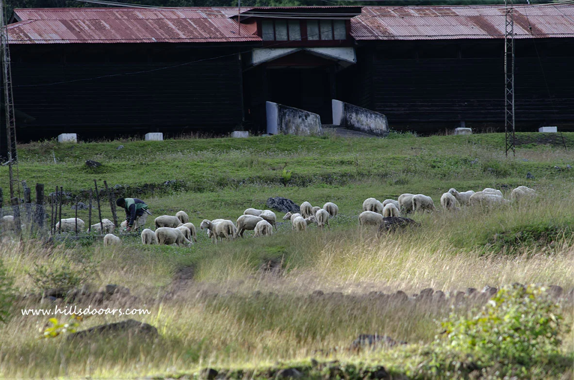 Scenic view of Dirang