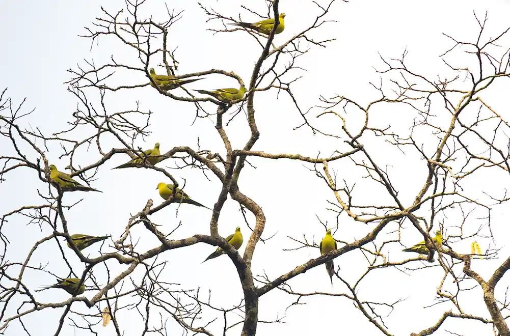Yellow-footed Green Pigeon