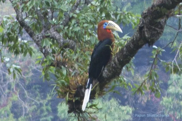 Rufous-necked hornbill in Latpanchar forest