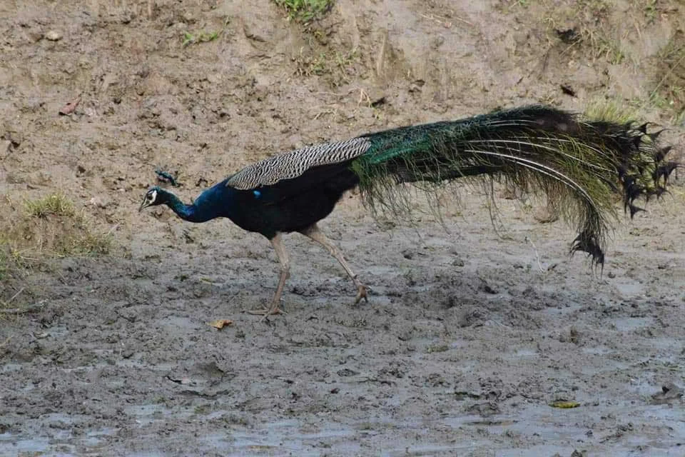 Indian Peafowl Male