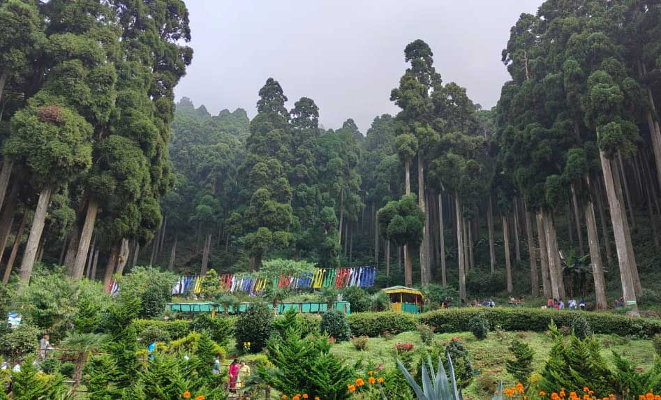 Towering pine forests and lush greenery