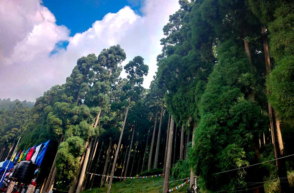 Pine forest under a clear blue sky