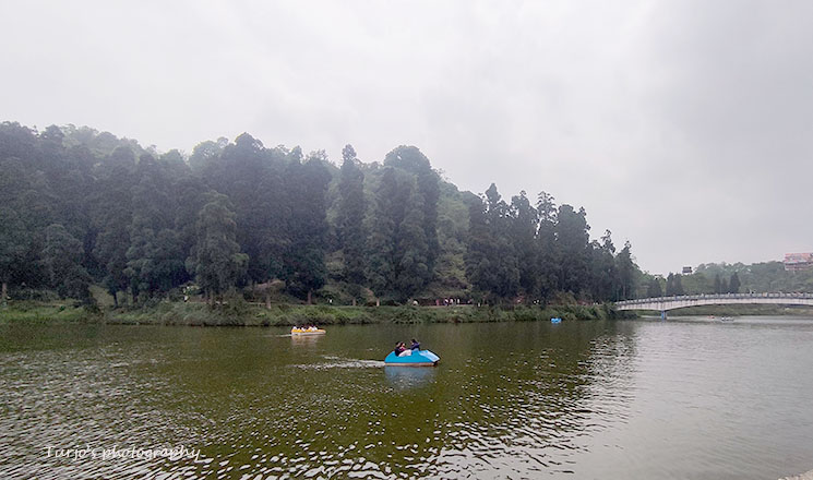 View of Sumendu Lake in Mirik surrounded by pine trees