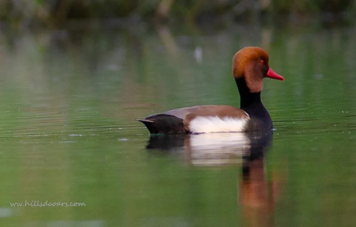 Red-crested Pochard