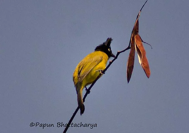 Black-crested Bulbul (Male)