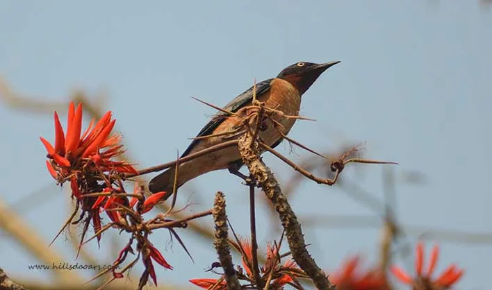 Spot-winged Starling