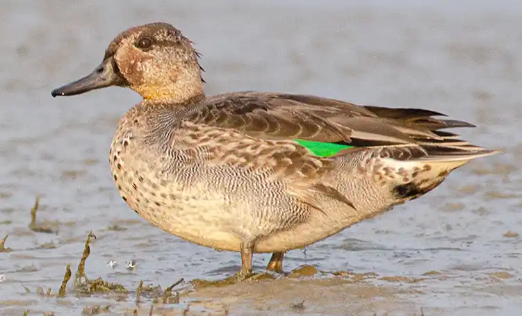 Eurasian Teal (Female)