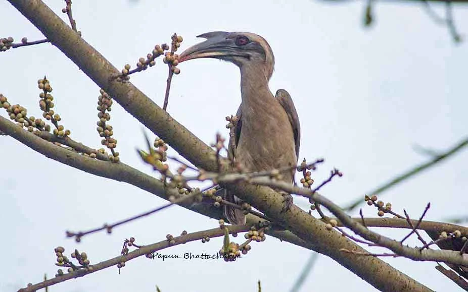 Grey hornbill