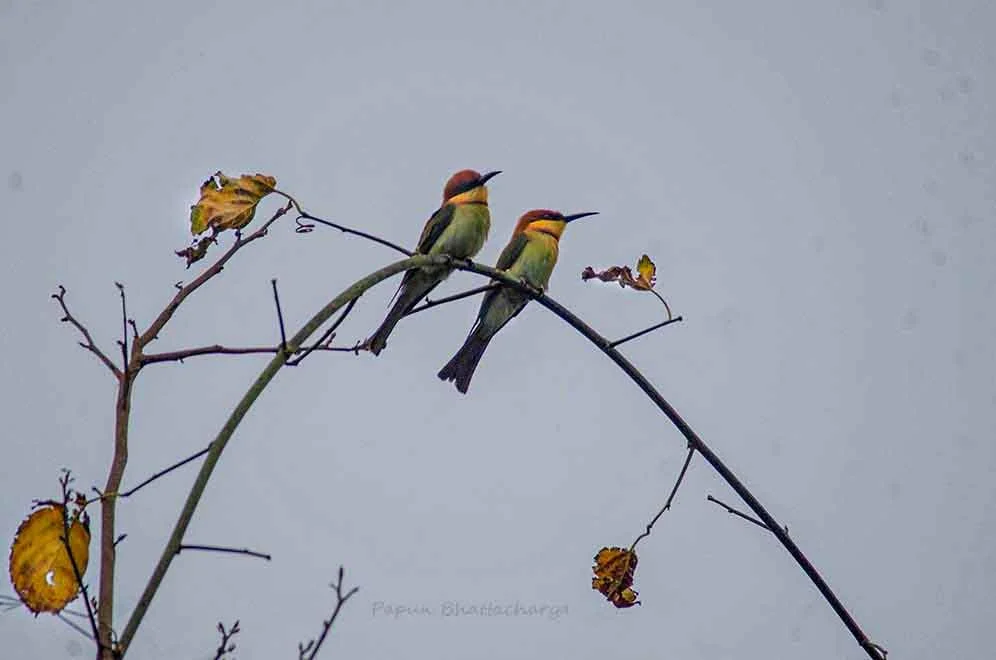 Chestnut bee eater