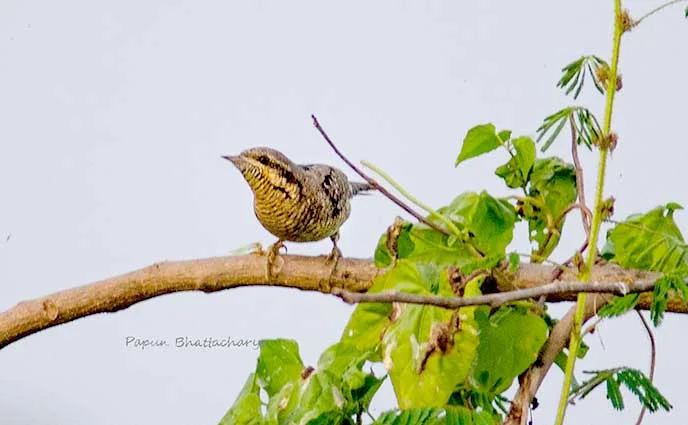 Wryneck bird near Porajhar